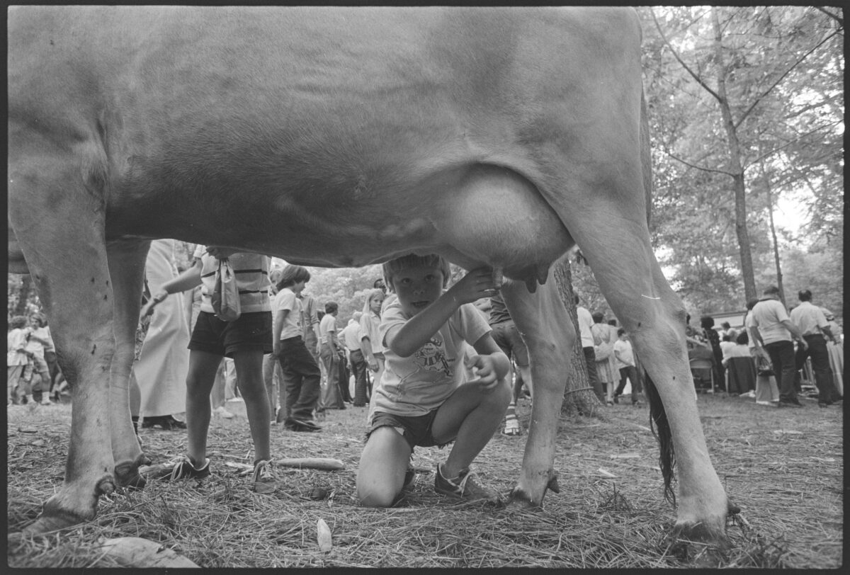 Child Milking a Cow