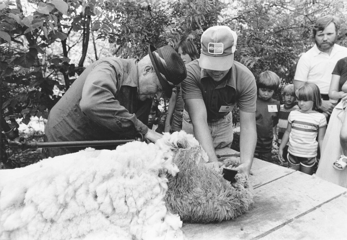 Sheep Shearing with Hand-Cranked Shears