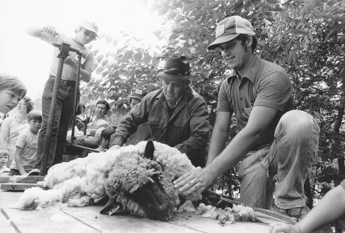 Sheep Shearing with Hand-Cranked Shears