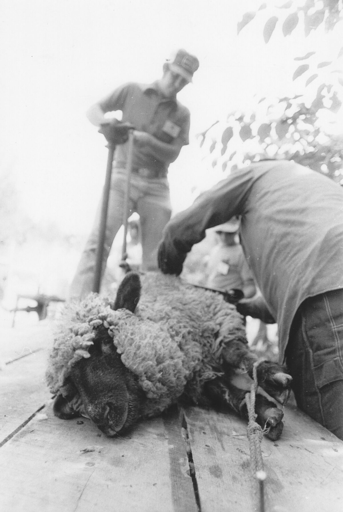 Sheep Shearing with Hand-Cranked Shears
